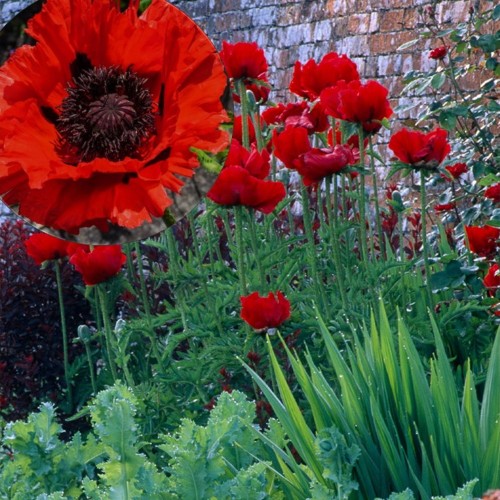 Papaver orientale 'Beauty of Livermere' - Idamagun 'Beauty of Livermere' P9/0,55L